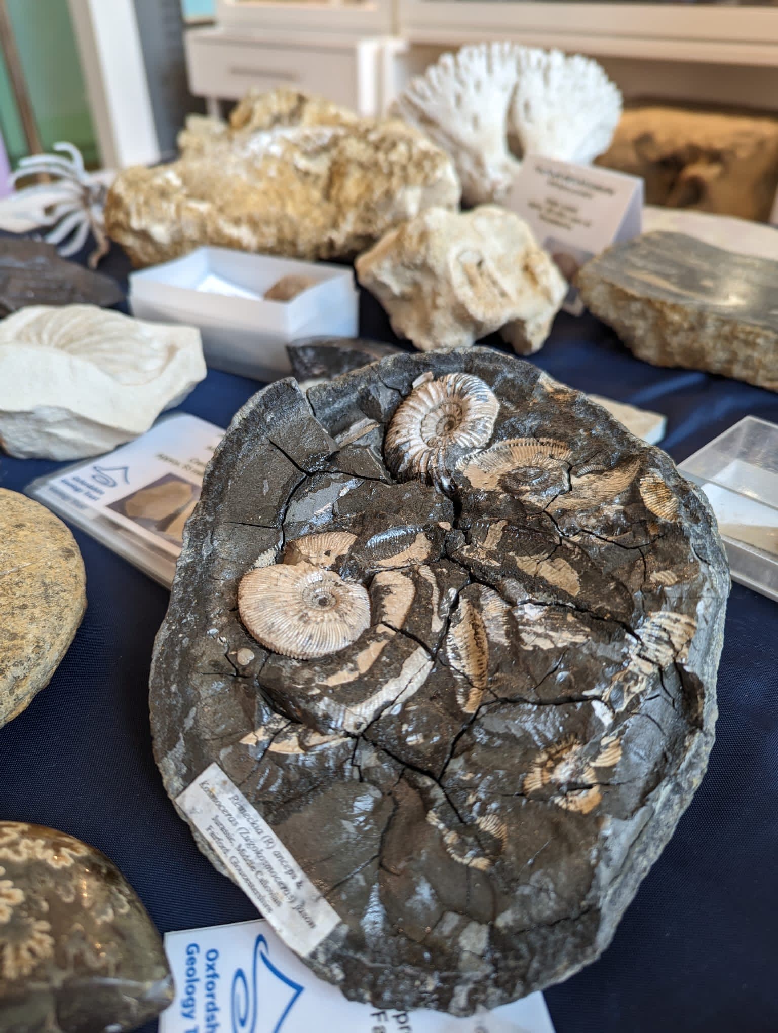 ATOM FESTIVAL – SCIENCE MARKET DAY at the Museum